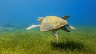 Török környezetvédők harca a teknősökért