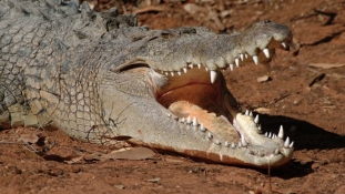 Terhes nőt falt fel egy krokodil Kelet-Ugandában