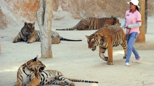 Menhely vagy turistavonzó kínzókamra a thaiföldi tigristemplom?