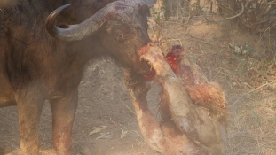 Élet-halál harc oroszlán és bivaly között Zambiában