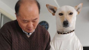 Büszkén jár két lábon a kínai kutya