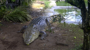 Crocodilopolis a világ legrégibb városa
