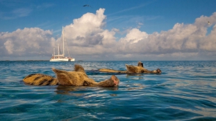 Bahamák:  disznó szeretnék lenni, ott és most!