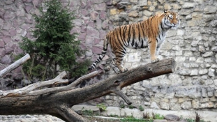 Tigrist kínált egy moszkvai étterem