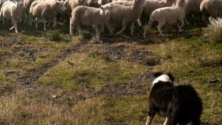 Fájhat a szíve Argentínának a Falkland (Malvin) szigetekért