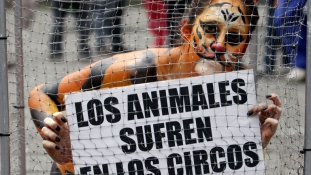 Állástalan cirkuszi állatok szerető gazdát keresnek Mexikóban