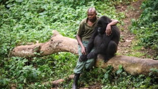 Gorillák az olajosok ellen