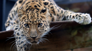 Így flörtölnek az Amuri leopárdok