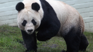 Pandaharapásért 83 ezer dollár fájdalomdíj