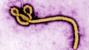 Átkelt az óceánon az ebola