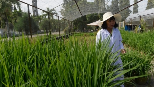 Vietnami rizsből a kevesebb több lenne