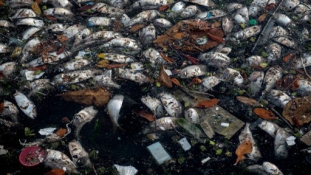 Río2016: Tömeges halpusztulás a szennyezett olimpiai vizekben
