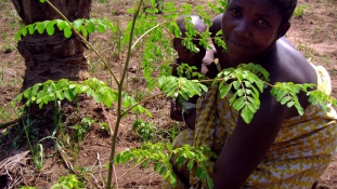 Ha Malawi megtanul együtt élni a természettel, megmenekülhet az éhezéstől