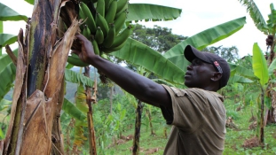 A világ nem vevő a háborús övezetben termett banánra?