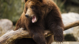 Éhes medvék vágják haza a Fekete-tenger környéki turizmust