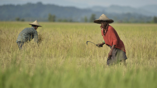 Középkori módszerek, középkori eredmények a mianmari rizsföldeken