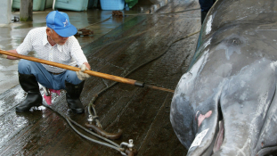 Japán a bálnavadászat újrakezdésében bízik-a Greenpeace meg a tilalomban