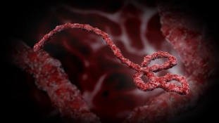 Folyamatosan csökken az ebola nemzetközi terjedésének kockázata