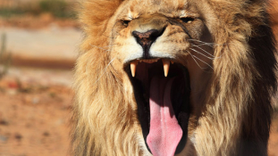 14 éves fiút falt fel az oroszlán Zimbabwéban