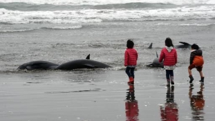 149 delfin sodródott partra Japánban