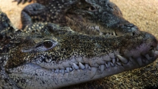 Svéd krokodilok utaznak nagyszüleik földjére,  Kubába