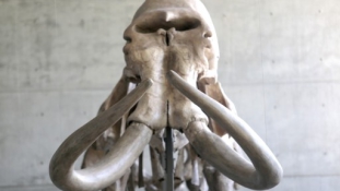 Kiderült, miért haltak ki a mamutok