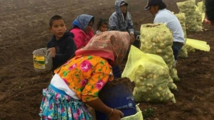 Mexikó szégyenletes munkakörülményei