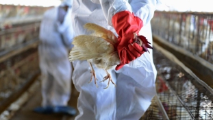 Mexikó egyre jobban fázik az USA-ban pusztító madárinfluenzától