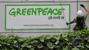 Egyáltalán nincs peace az indiai Greenpeace körül