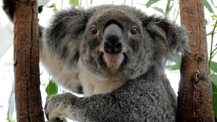 Vakságot okozó nemi betegség tizedeli a vadon élő koalákat