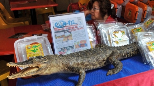 Krokodilpecsenyét fogyaszt a kínai elit