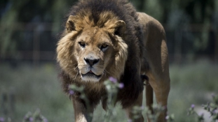 Agyonlőtték a gyilkos oroszlánt Kínában