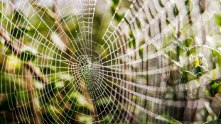 Szuperpókok szövik a világ legerősebb hálóját