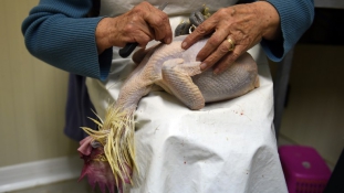 Megkopasztja az amerikai csirketenyésztőket a madárinfluenza