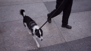 Dokumentumfilm készül a rendőri brutalitásról… a kutyák ellen