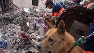 Nepálban mentett életeket a halálra ítélt kutya