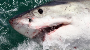 50 ezer cápát csonkítottak meg a nyerészkedő orvhalászok