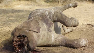 Szépen lassan kiirtják az elefántokat Mozambikban