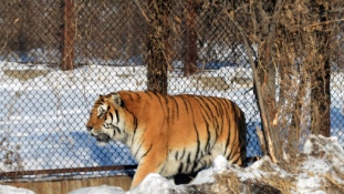 Bontják a műszaki zárat – szabad út kell a tigriseknek