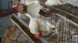 Kuba kitiltotta az amerikai csirkéket