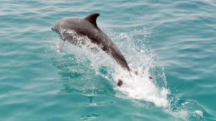 Vége az élő delfinek exportjának – kevesebb kedvencből lesz vacsora