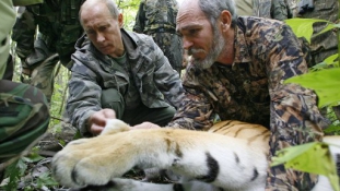 Putyin tigrise és a nők