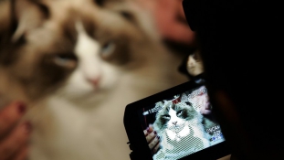 Itt az év legjobb híre: a macskás videók jót tesznek nekünk