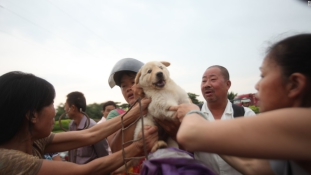 10 ezer kutyát vágtak le a kutyahús-fesztiválra