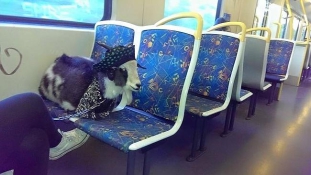 Szépen öltözött kecske utazott egy melbourne-i vonaton