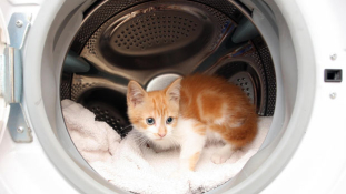 Macska a mosógépben – videó csak erős idegzetűeknek!