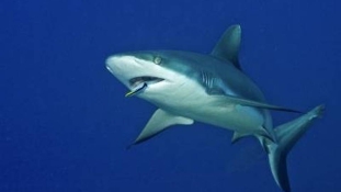 Újabb cápatámadás egy floridai strandon