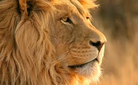 Elszabadult egy hím oroszlán Dél-Afrikában