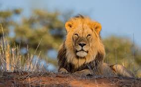 Szabadságot vett ki egy oroszlán Dél-Afrikában