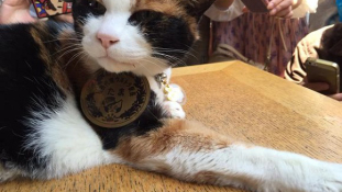 Elhunyt a 16 éves macska állomásmester